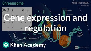 Gene expression and regulation  Inheritance and variation  High school biology  Khan Academy [upl. by Meldon]