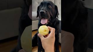 My Dog Loves Apple doglover lucky [upl. by Fedora]