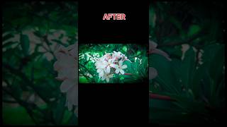 lightroom editing [upl. by Wiskind]