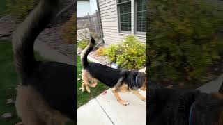 German shepherd she hate squirrels 🐿️ highlights germanshepherd dog dog doglife doglover [upl. by Ahseat]