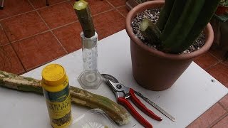 How to prune thin amp spindly growth on Trichocereus  Cereus Cactus Plants Part 1 [upl. by Bartlet564]