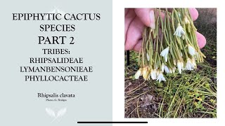 Epiphytic Cactus Species Part 2 Rhipsalis and more [upl. by Hanahsuar]