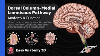 Dorsal Column  Medial Lemniscus Pathway DCML  Ascending Tracts Anatomy amp Function  Easy Anatomy [upl. by Aiden181]