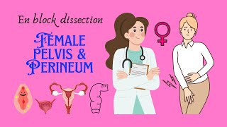 En block dissection of perineum female perineum female pelvis female anatomy and biology [upl. by Nohs]