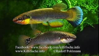 Rivulus cylindraceus [upl. by Notserk76]