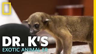 Raja the Rowdy Kinkajou  Dr Ks Exotic Animal ER [upl. by Laban206]