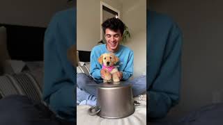 Brent Rivera New puppy😍 [upl. by Anelhtac]