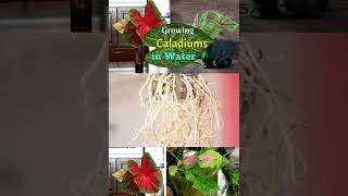 Growing caladium in water [upl. by Orlando]