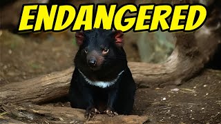 Why the Tasmanian Devil Is Endangered😢😔 [upl. by Corrine]