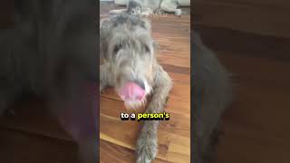 Meet the Irish Wolfhound The World’s Tallest Dog Breed [upl. by Sall194]