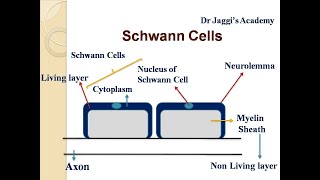 Neuroglia Glial cells [upl. by Naamana]