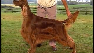 Setter Overview  AKC Dog Breed Series [upl. by Meredithe]