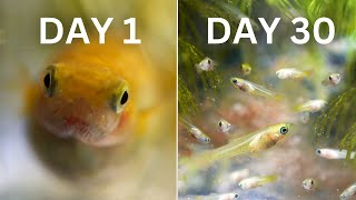 How Easy is Guppy Breeding  30 Day Experiment [upl. by Buyers462]