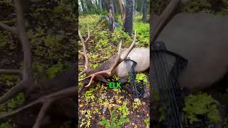 Freakin’ Oregon Archery Elk archeryelk elkhunting elk elkseason archery oregonhunting [upl. by Muncey]