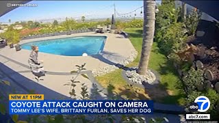 Tommy Lees dog snatched by coyote wife Brittany Furlan pulls pet from jaws [upl. by Dlonra]