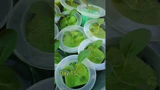 Pechay Hydroponics Kratky Method [upl. by Lesig]