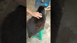 Fox Musang Bulan Besar story lucu shorts animals [upl. by Ajiak918]