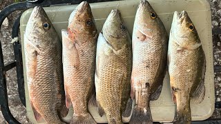 How to catch BIG mangrove snappers in the Florida KeysRoad side fishing in Florida Keys [upl. by Herrera]