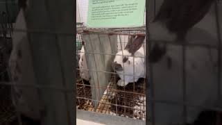 Saanich fair satisfying travel ytshorts canada bunny rabbit trending nature [upl. by Carper]