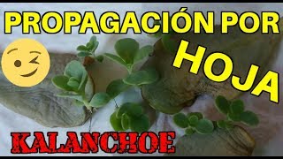 PROPAGACIÓN POR HOJA quotKALANCHOE FEDTSCHENKOIquot [upl. by Bueschel]