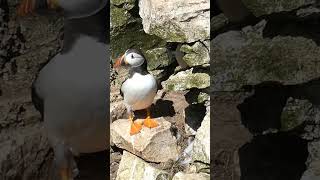 Bempton cliffs puffin naturelovers birds wildlife puffins puffin bird rspb uk nature [upl. by Issej851]