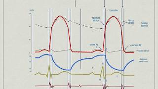 Clase fisiología cardiovascular [upl. by Esenwahs]