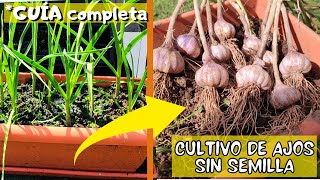 Como sembrar AJOS en MACETA y sin semillas PROCESO COMPLETO del cultivo de AJOS [upl. by Justus983]