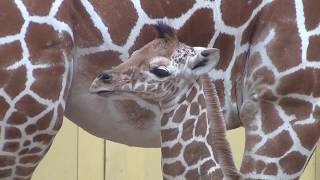 Diergaarde Blijdorp  Giraffe baby 2 days old [upl. by Dana331]