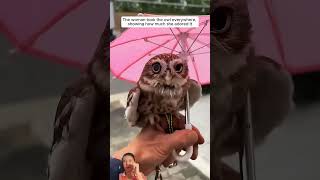 KindHearted Family Rescued A Baby Owl And Adopted It short animal loveanimalstl [upl. by Matheny994]