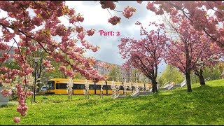 Flowers flowers and Dresden tram  Germany April 2017  Part 2  Blumen Blüten amp Straßenbahn [upl. by Gideon]