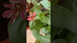 Winter season flowering plant natureslover beautifulplants gardeningtips ytshorts subscribe [upl. by Dedie768]