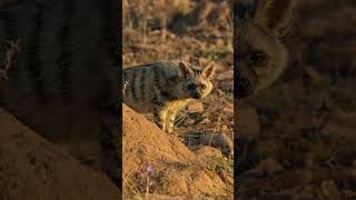 Aardwolf Facts  Interesting Facts about Aardwolf  Shorts [upl. by Katharina]