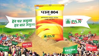 PAN 804 Jamuna  IMPROVED PADDY SEEDS  PAN SEEDS [upl. by Aziaf]