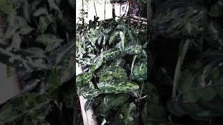 Ready For Sell Aglaonema Pictum Tricolor [upl. by Hama]