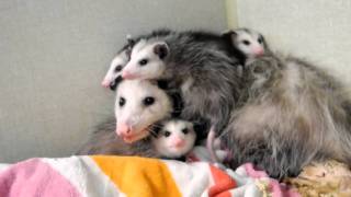 Opossum Babies getting too big for Mother quotOpossum Dr Kenneth Jones Animal Hospitalquot [upl. by Naik507]