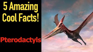 5 Fascinating Facts About Pterodactyls [upl. by Alilahk]