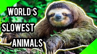 5 SLOWEST Animals In The WORLD [upl. by Ettenahs]