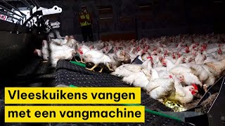 Vangen van vleeskuikens met een vangmachine [upl. by Oniotna452]