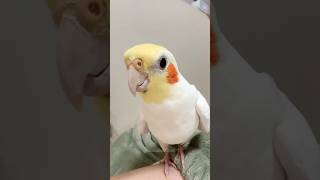 Cuteness Alert 🐥🥰 cockatielscraze birdscharm [upl. by Anigroeg]