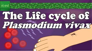 Life cycle of Plasmodium vivax protozoa biology flagella plasmodium lifecycle ntend6435 [upl. by Dreddy727]