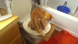 How to teach cat to use toilet [upl. by Hgielyak]