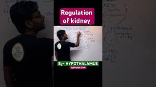 Regulation of kidney by Hypothalamus kidney excretoryproductsandtheirelimination neet neet2025 [upl. by Acinej]