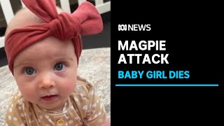 Parents whose baby died after magpie attack praised for quick response  ABC News [upl. by Ydnim]