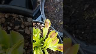 Dionaea muscipula  capture dune mouche [upl. by Aynekat749]