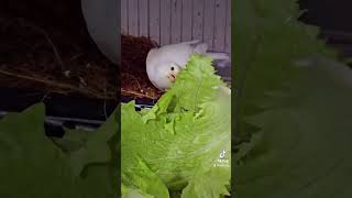 canaries ampfinchescanarias fypシ゚viral mustwatchnow shortvideos youtubeshorts budgies bgmi [upl. by Zullo293]