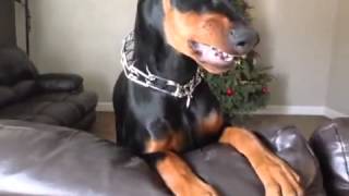 Doberman Pinscher 4 Months Angry [upl. by Sillert]