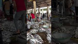 Coxs Bazars Fishery Ghat is flooded with marine Guija fish coxsbazarlife fish shorts [upl. by Kile]