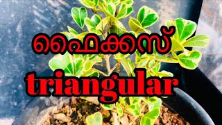 ഫൈക്കസ് triangularis veriegata  ficus plant [upl. by Suzzy]