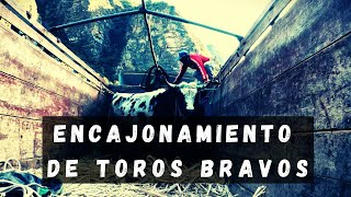 ENCAJONAMIENTO DE TOROS BRAVOS  GANANDERÍA RONCALLA EN MOLLEBAMBA [upl. by Kciredor]