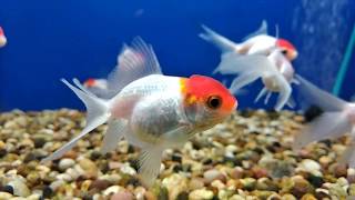 RED CAP ORANDA 🐠 [upl. by Enirak]